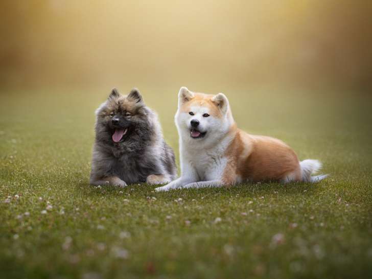 Canines en folie