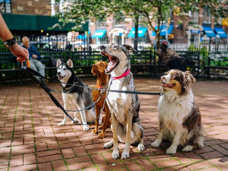Dog Sitter Carlotta