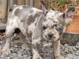 Femelle Silver merle