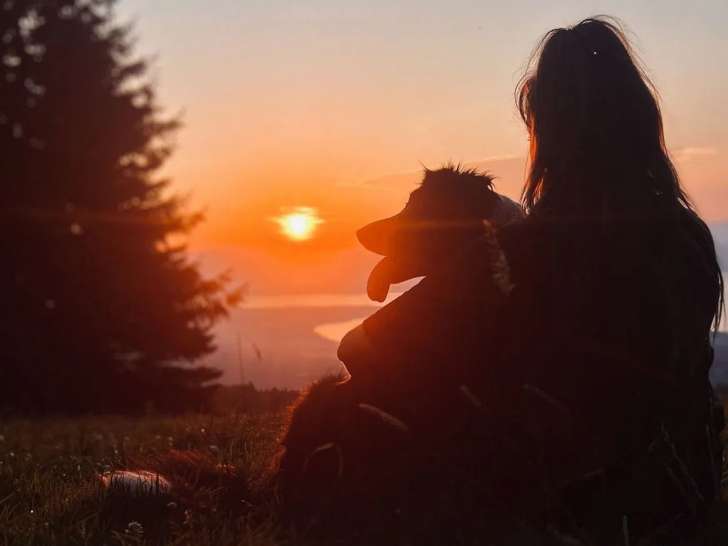 Animaux Story