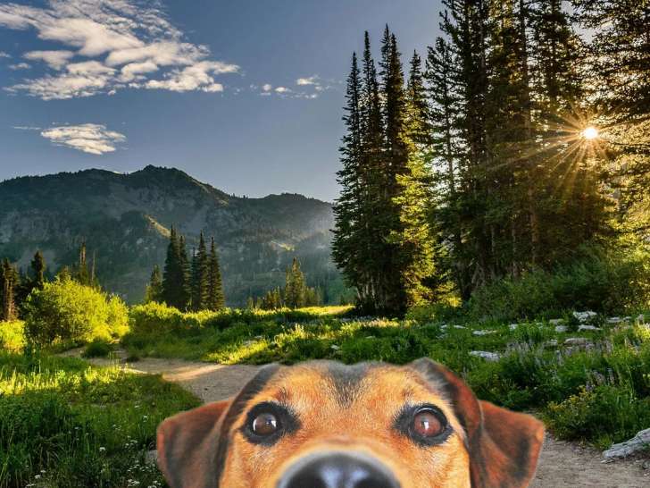 Souffle Canin
