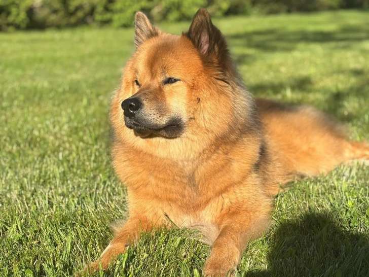 Complices Canins