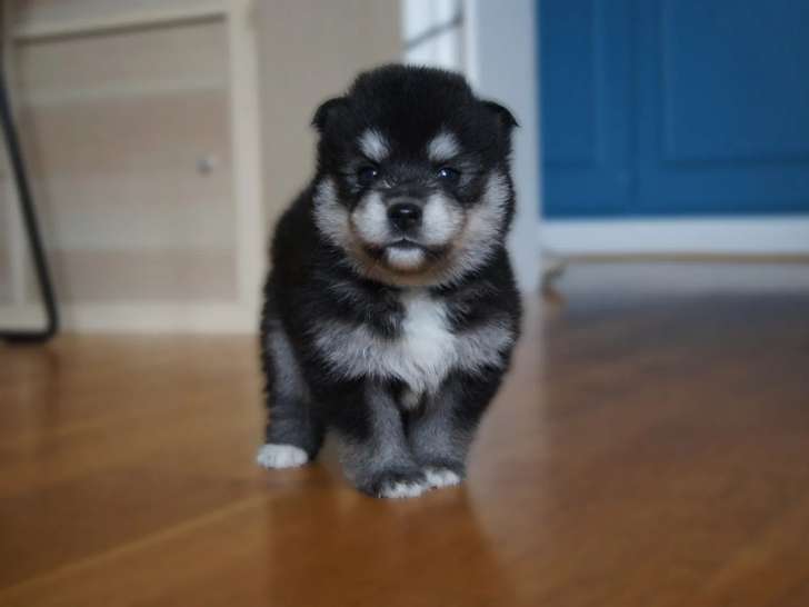 Ohana Pomsky Family