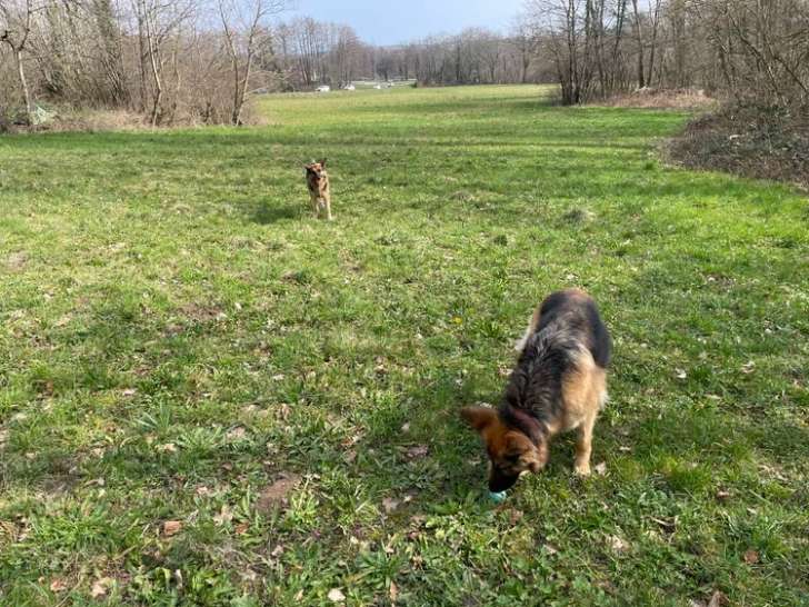 The Good Pet Sitter