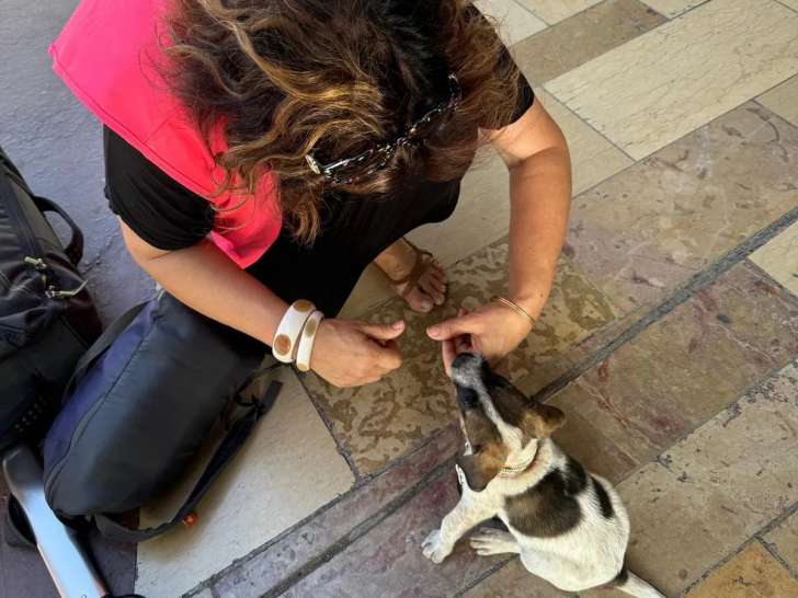 Gamelles Pleines Montpellier