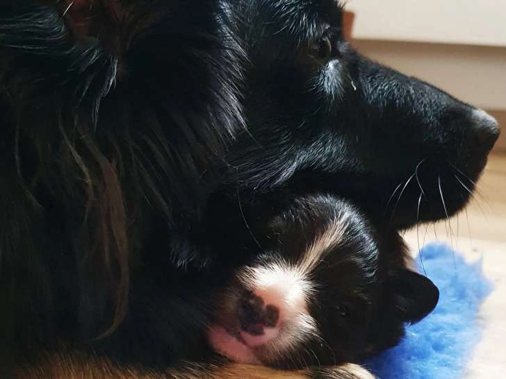 Parentelli