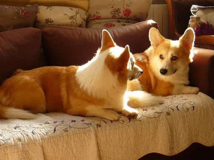 Entre 2 Bonnes Pattes