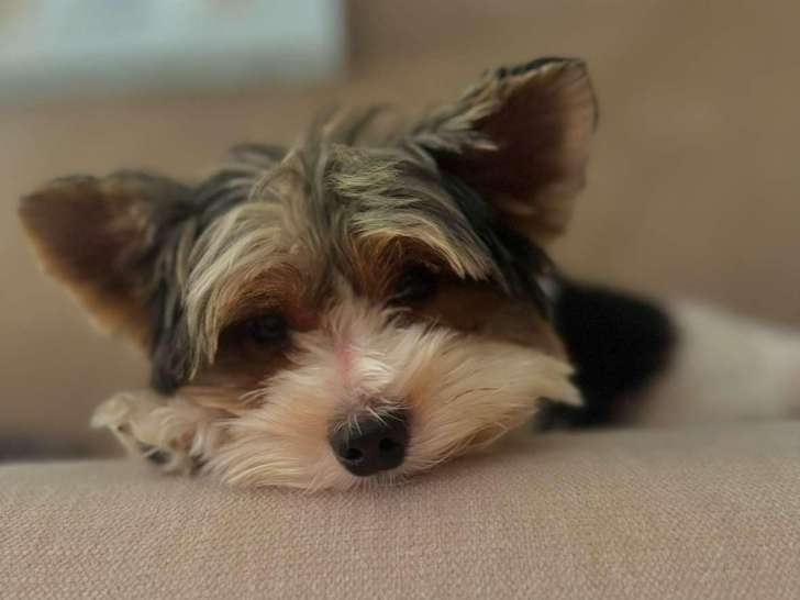 Serenity Dog