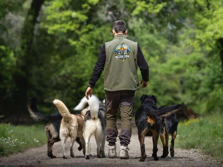MIssion Canine