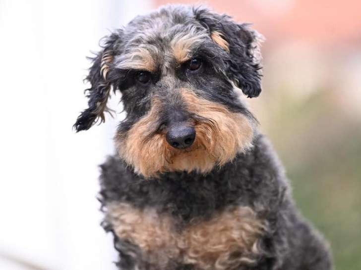 Académie Canine