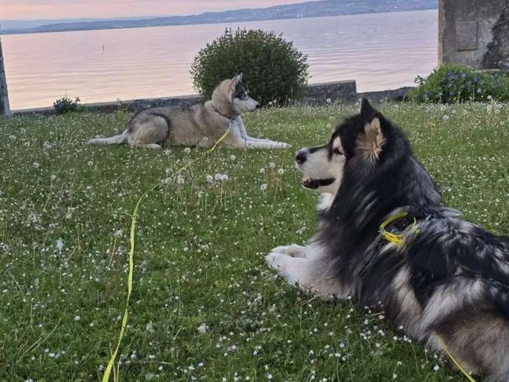 Léman Pets