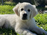 Cani-passions 06
