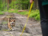 Cani-passions 06