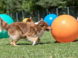 Cani-passions 06