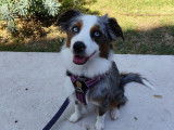 Cani-passions 06