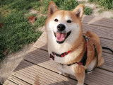 Cani-passions 06