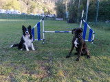 Cani-passions 06