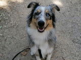 Cani-passions 06