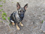Cani-passions 06