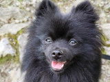 Cani-passions 06