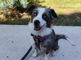 Cani-passions 06