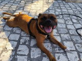 Cani-passions 06