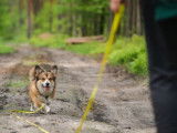 Cani-passions 06