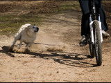 Cani-passions 06