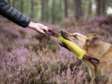 Cani-passions 06