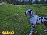 Canyx