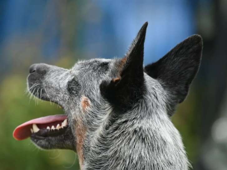 Une fille & des chiens