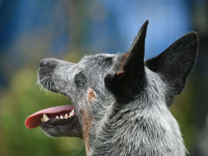 Une fille & des chiens