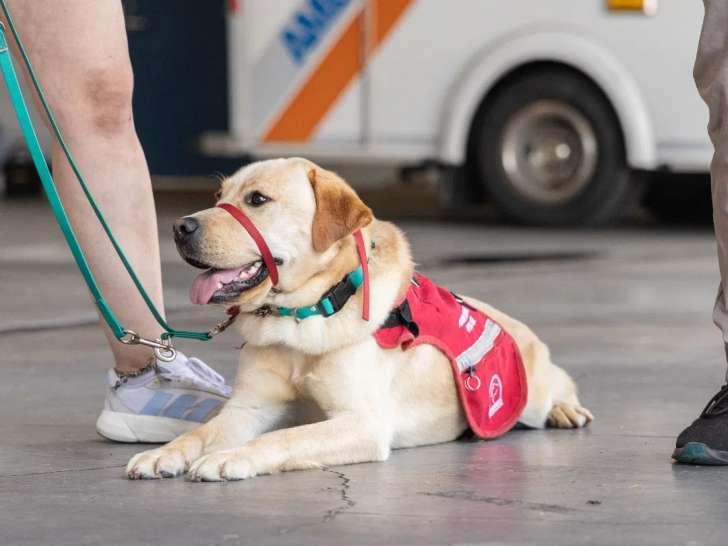 Chiens-Guides de la Fondation des Lions du Canada