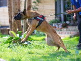 Em'otions Animales