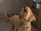 Em'otions Animales