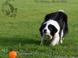 Em'otions Animales