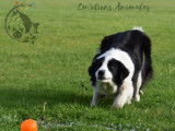 Em'otions Animales