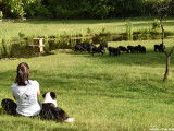 Em'otions Animales
