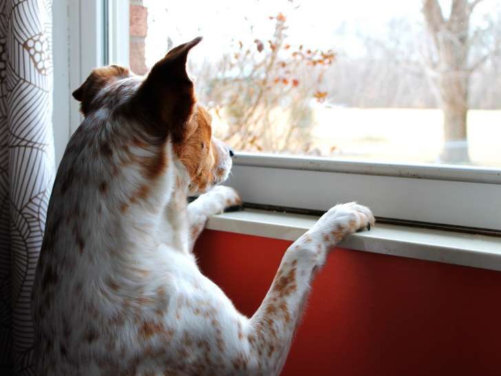 Em'otions Animales