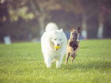 Em'otions Animales