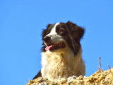 Em'otions Animales
