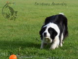 Em'otions Animales