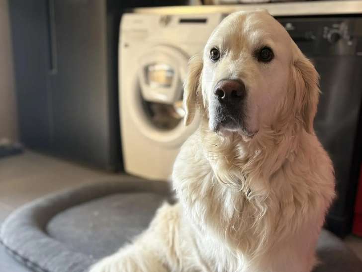 PM Pet Sitting