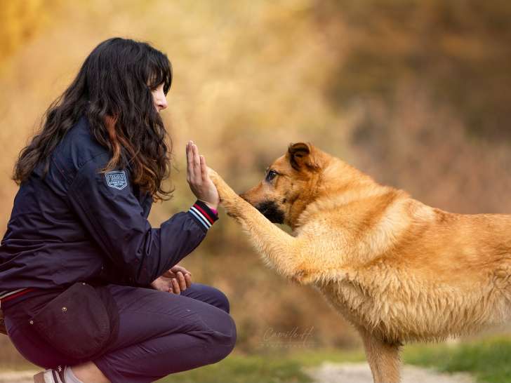 Motiv'Canine