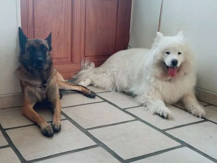 Mystic dogs
