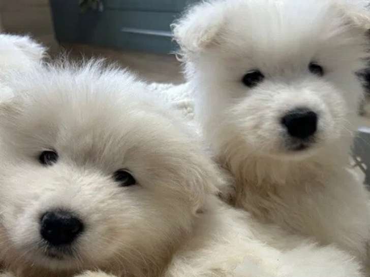 Mystic dogs