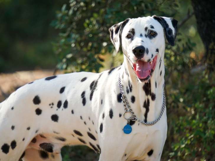 Help Dog