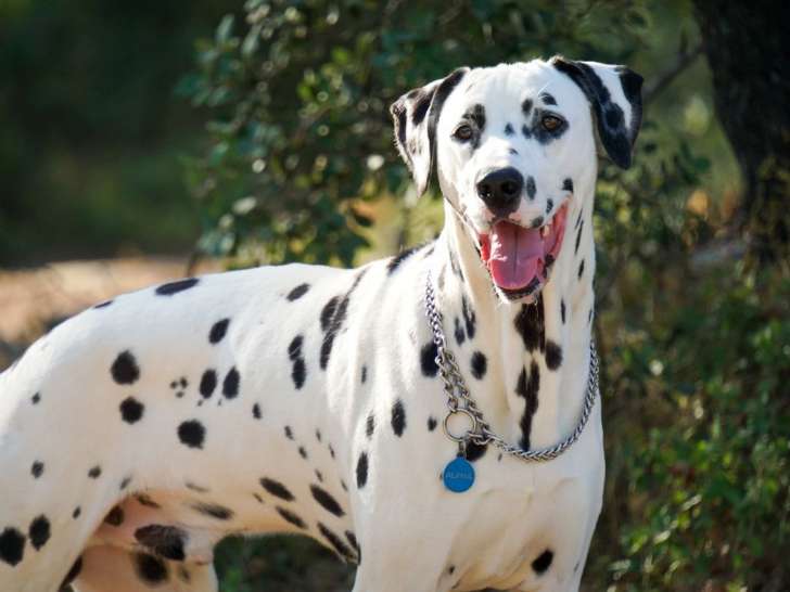 Help Dog