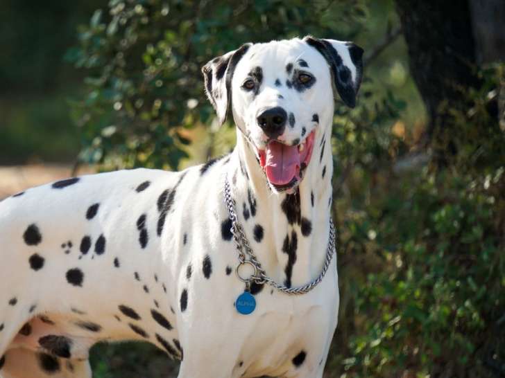 Help Dog