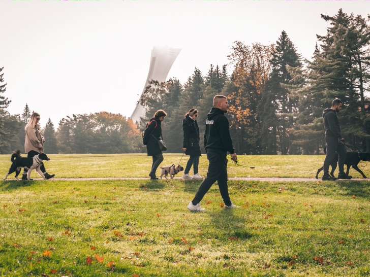 Montreal Canine Training